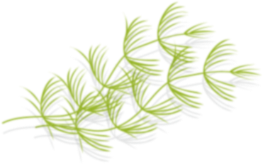 水草